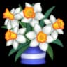 Narcissus