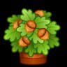 Oak Crown