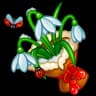 Edelweiss