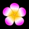 Plumeria