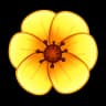 Yellow Poppy