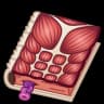Anatomy